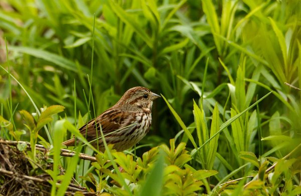 Can You Train a Bird Like a Cockatiel to Perform Tricks Using Clicker Training?